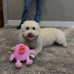 a dog sitting on the floor with a toy